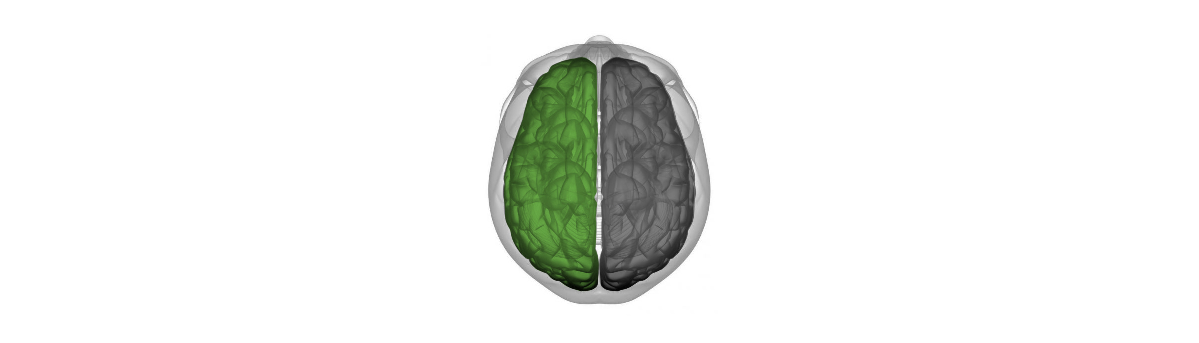 Brain 03b